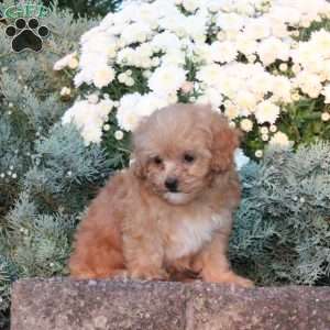 Dora, Forever Puppy